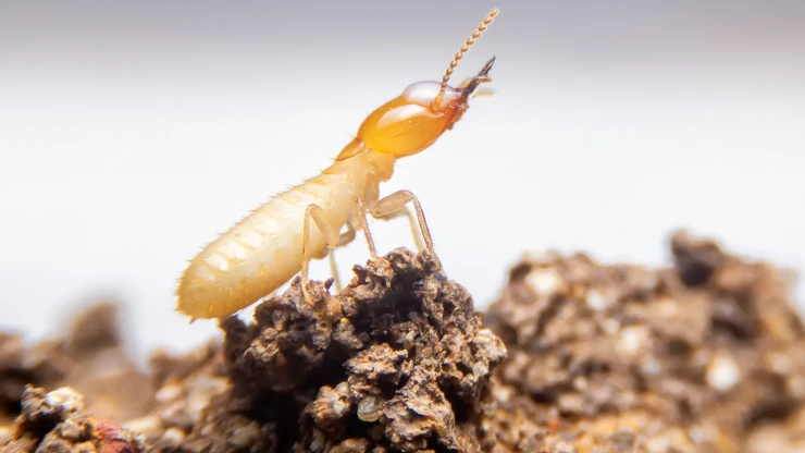 https://www.sa.e5dmny.com/assets/uploads/media-uploader/large-termite-danger-home1722951025.webp